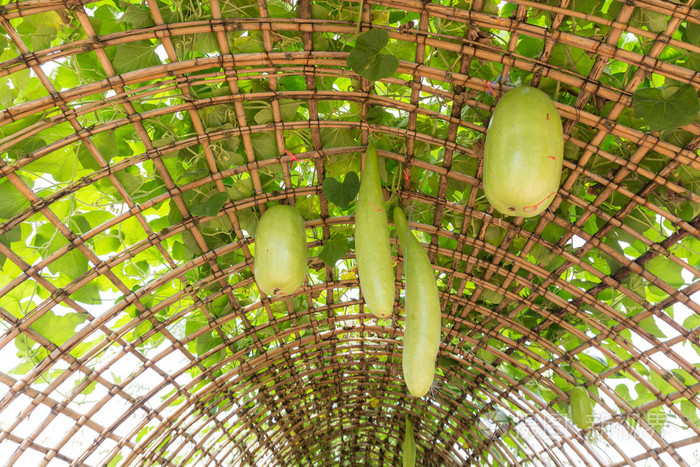 绿色中国西瓜挂在藤格