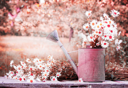 一堆新鲜的春黄菊在浇水可以在质朴的木桌户外