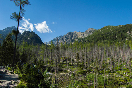 在明亮的阳光下切割山地松树林