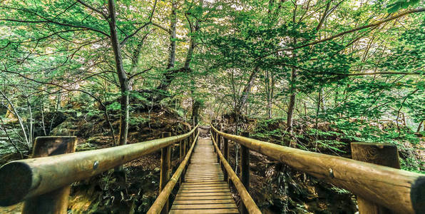 桥梁在山毛榉森林里