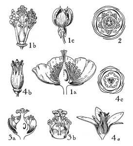 这张图片代表了不同的开花阶段, 复古线条画或雕刻插图