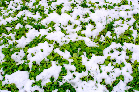 春天雪花落下后美丽的绿草照片图片