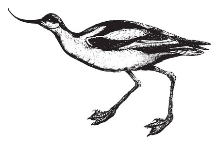 avocet 有一个非常长的细长的法案, 向上弯曲, 复古线条绘制或雕刻插图