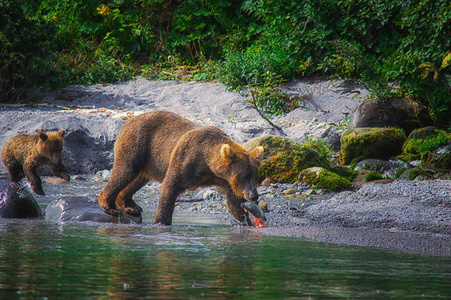 在千岛湖上, 勘察的棕熊雌性和熊崽捉鱼。勘察加半岛, 俄罗斯