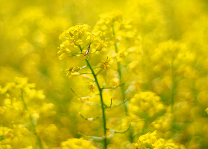 花冬天水芹