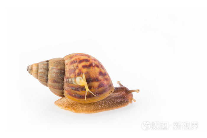 大 小蜗牛