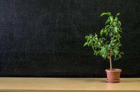 老师或学生桌。教育背景。教育样机的概念。绿色植物树在罐子在黑板 黑板 背景