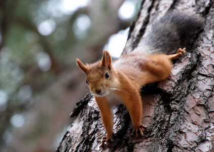 城市公园里的野生动物,在冬天帮助动物进食.