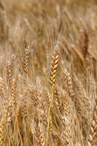 黄色的成熟小麦秸秆准备收获的 3