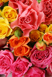 一束黄色和粉红色的玫瑰