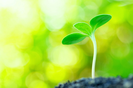 向日葵在黄色的背景上发芽. (水平)照片