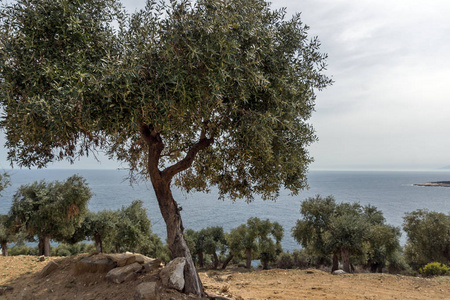 Thassos 岛 Giola 天然泳池附近的橄榄树景观, 东马其顿和色雷斯, 希腊