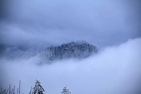 雪松树图片