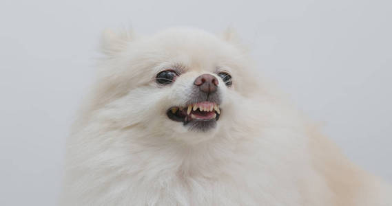 白色的博美犬狗生气照片