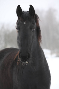 惊人的 friesian 母马在冬天