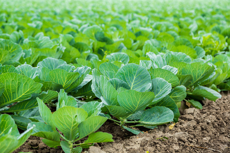 白菜田图片