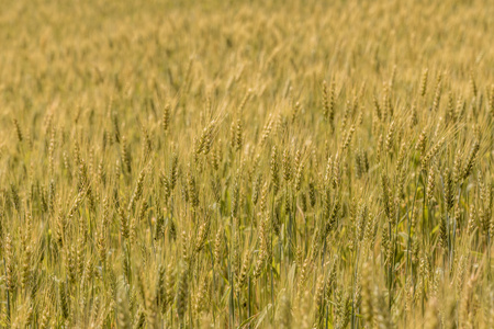 麦田新鲜小麦的收成