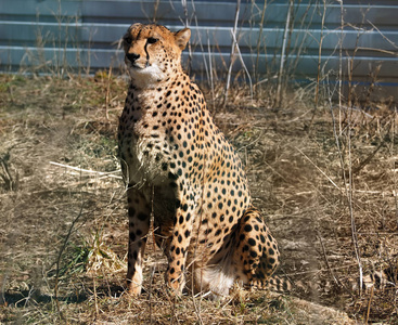 Gepard 坐在黄草上