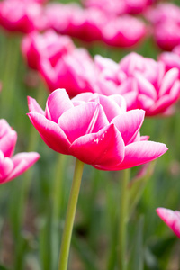 粉红色盛开的郁金香花在花园背景