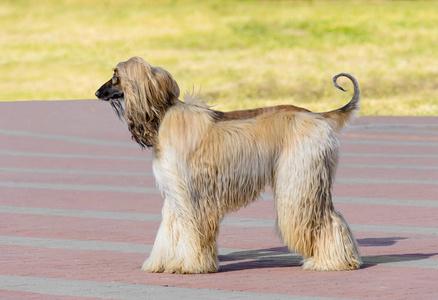 阿富汗猎犬白在公园照片