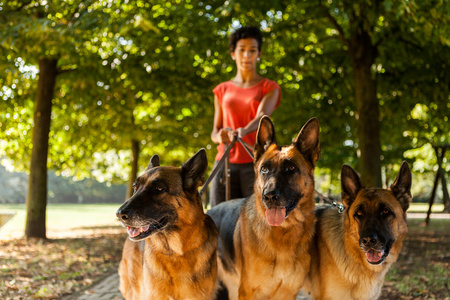 女人是狗坐着三个德国牧羊犬图片