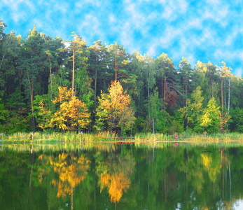 树倒映在湖中图片