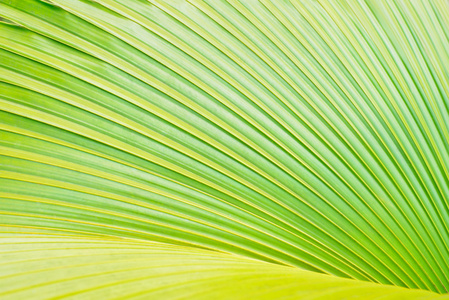 绿色棕榈树树叶作为背景