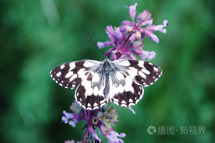 蝴蝶 galathea melanargia 绿草可爱