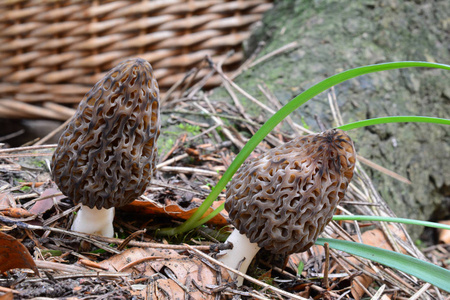 莫泽雷勒干酪莫雷尔蘑菇莫雷尔或羊肚菌 sp.
