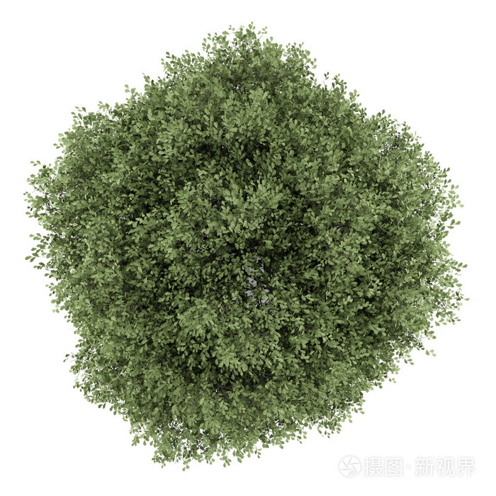 在白色背景上孤立的英语橡木树的顶视图