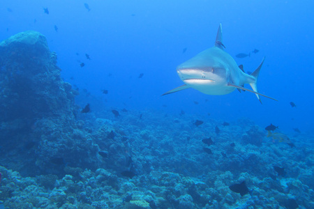灰色白色鲨鱼颌骨准备攻击水下特写肖像