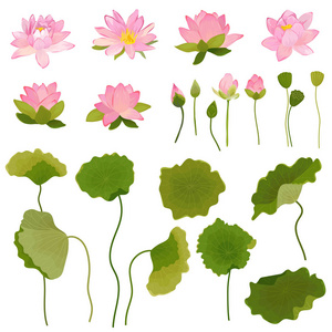 叶子的插图, 复古花卉设置为时尚印刷, 生日装饰壁纸矢量四个荷花的一