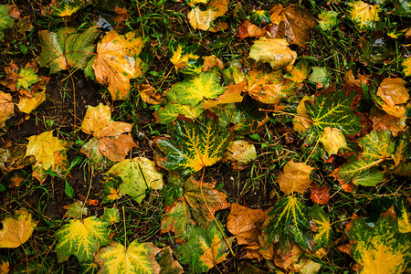 潮湿地面潮湿的地面上有湿枫黄色的叶子.户外, 秋季理念.雨天照片