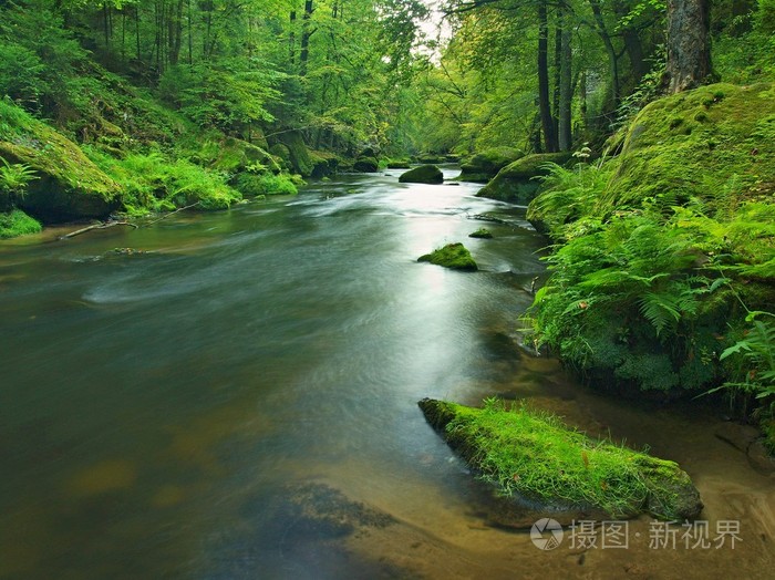 查看到山中的小溪中砂岩西部片和绿枝金合欢山毛榉和橡树的下面水位使