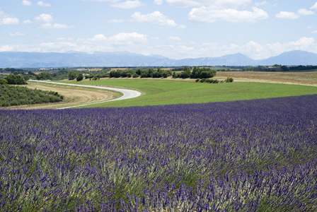 高原 valensole 法国