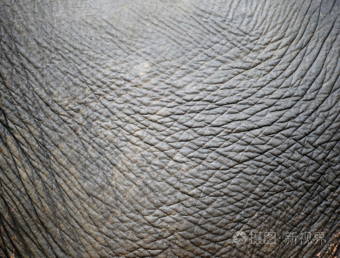 大象的皮肤
