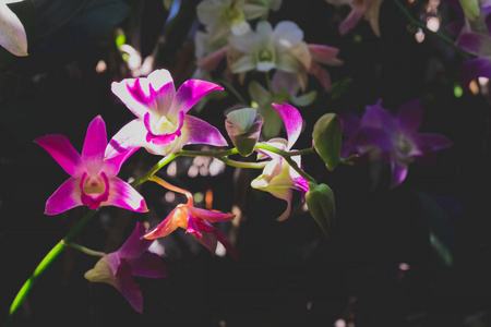 热带花园的兰花花。选择性焦点