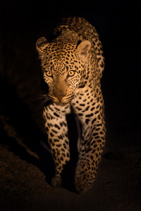 可爱的雌豹在自然的夜晚行走在黑暗中
