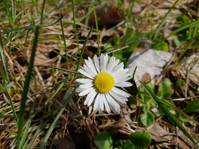 草地上的第一只春雏菊