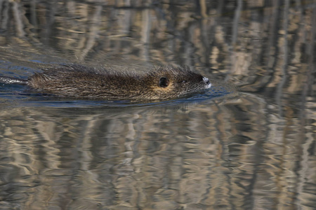 海狸鼠在湖上游泳