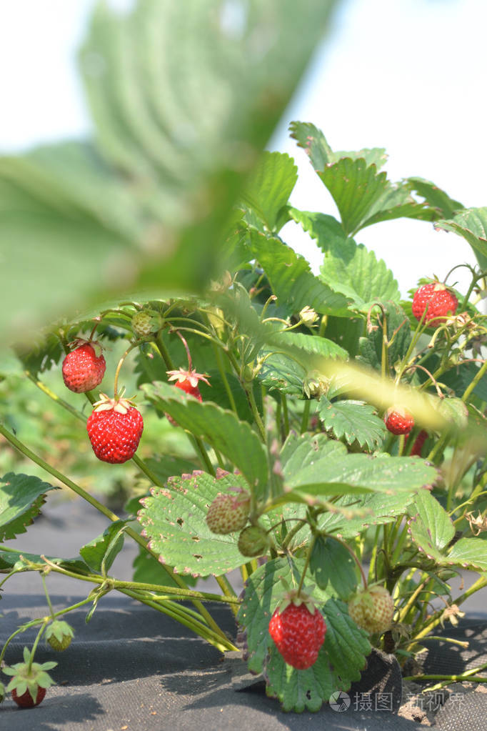 在背景的街道脊红色草莓浆果灌木