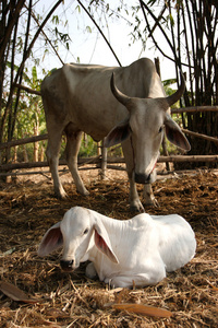 动物奶牛场图片