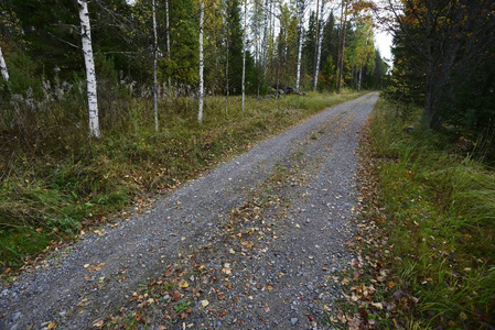 芬兰秋季森林里的泥土路