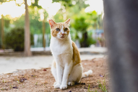 流浪猫的独立和懒惰