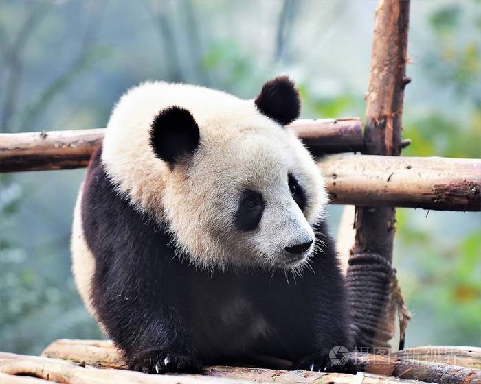 熊猫熊放松了树枝中国野生动物四川省碧峰峡自然保护区r键