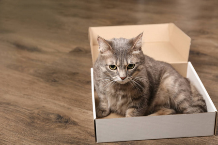 滑稽超重猫在比萨盒在木地板