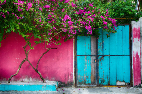 粉红色的墙壁的房子与蓝色的门和开花的树上