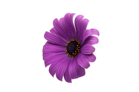 美丽的紫色 osteospermum 或非洲雏菊粉红色的花