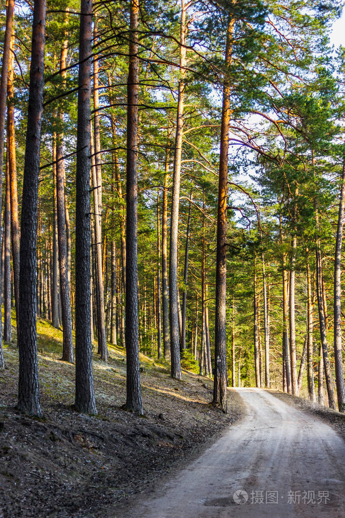 景观的森林道路, 标题 deaper 在树林中的早春傍晚, 与轮胎标记-穆迪