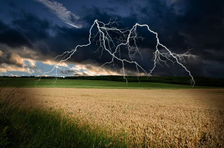 雷雨闪电在小麦的土地